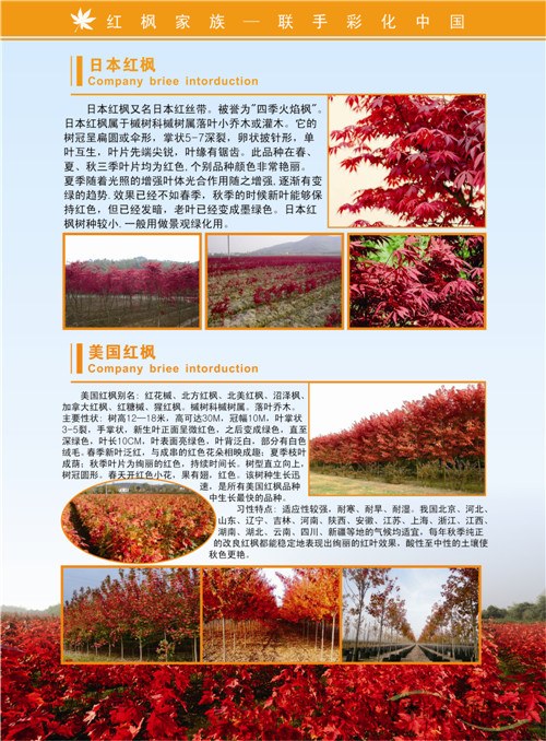 红枫家族宣传画册印刷