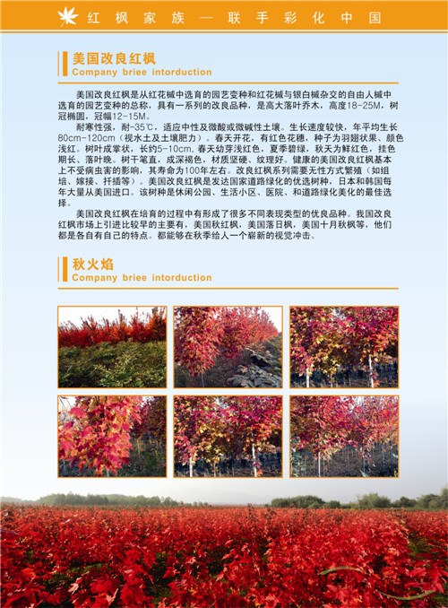 红枫家族宣传画册印刷